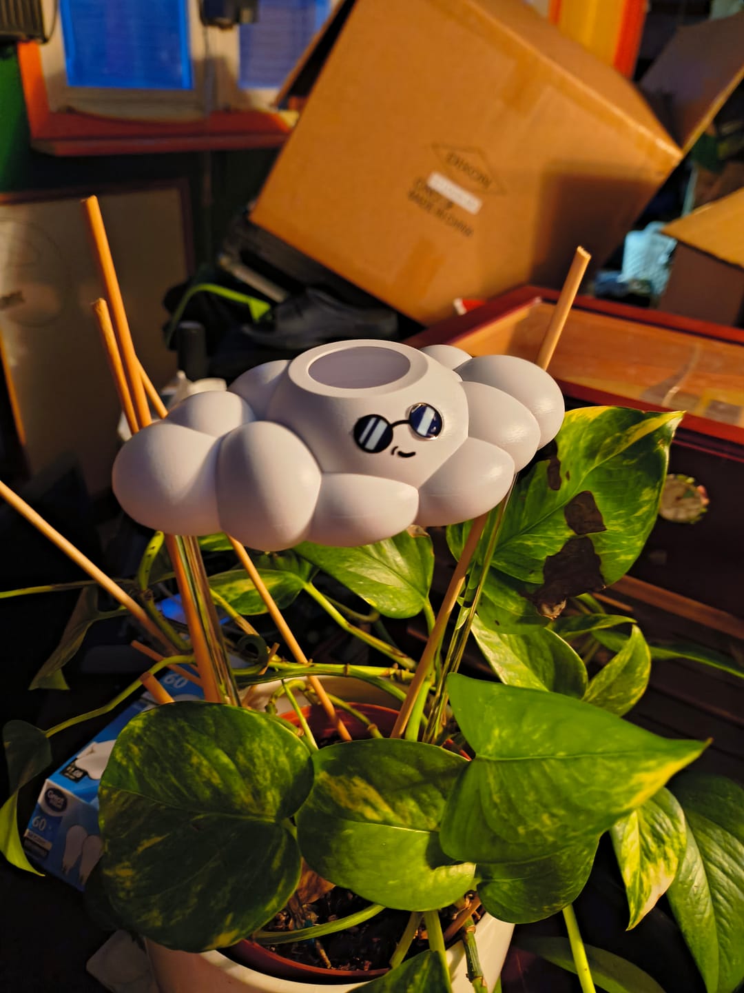 Customer photo review of Cooper the Cloud