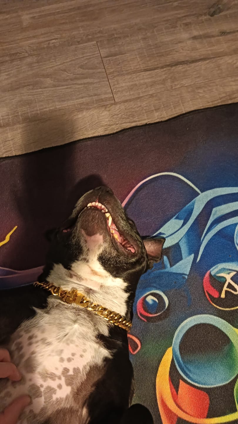 Customer photo review of Cuban Link Chain Dog Collar - Gold