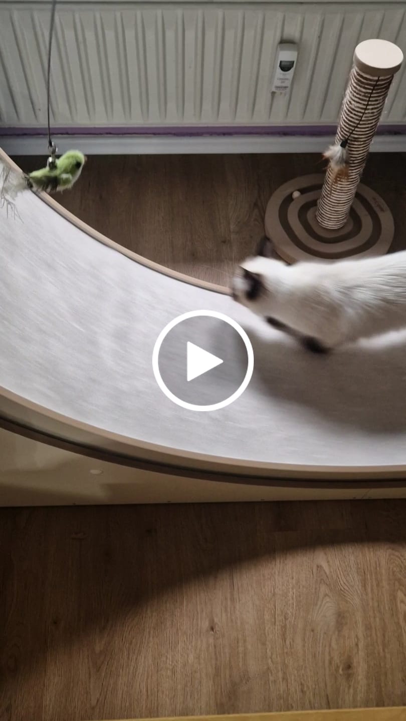 Customer video review of Elmato Katzenlaufrad Simba