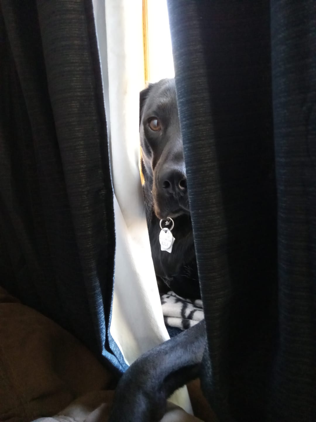 Customer photo review of 6 Inch Standard 31 Pack - Bully Sticks