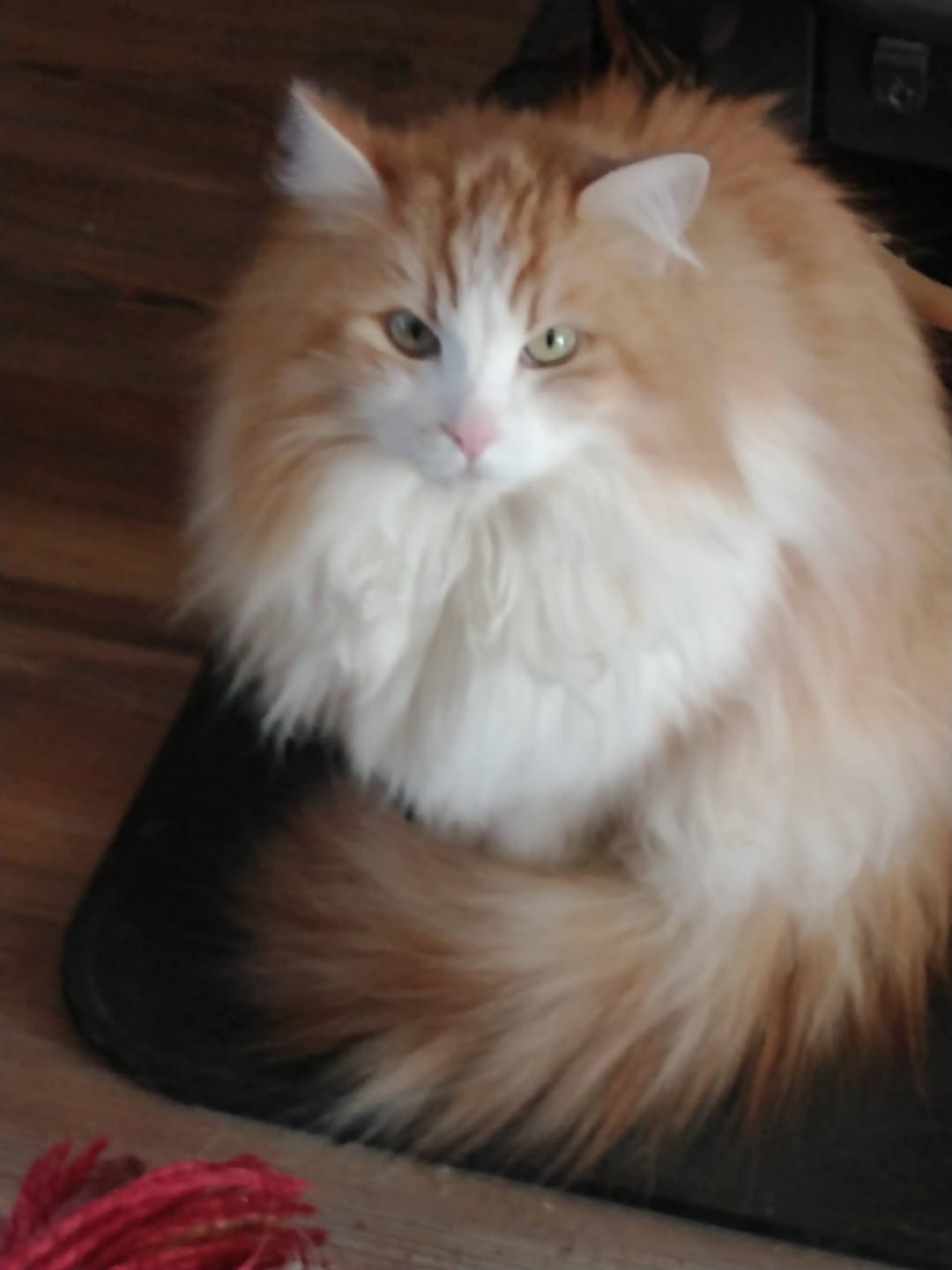 Customer photo review of Breathe Easy Cat Cold, Sneezing & Respiratory Support