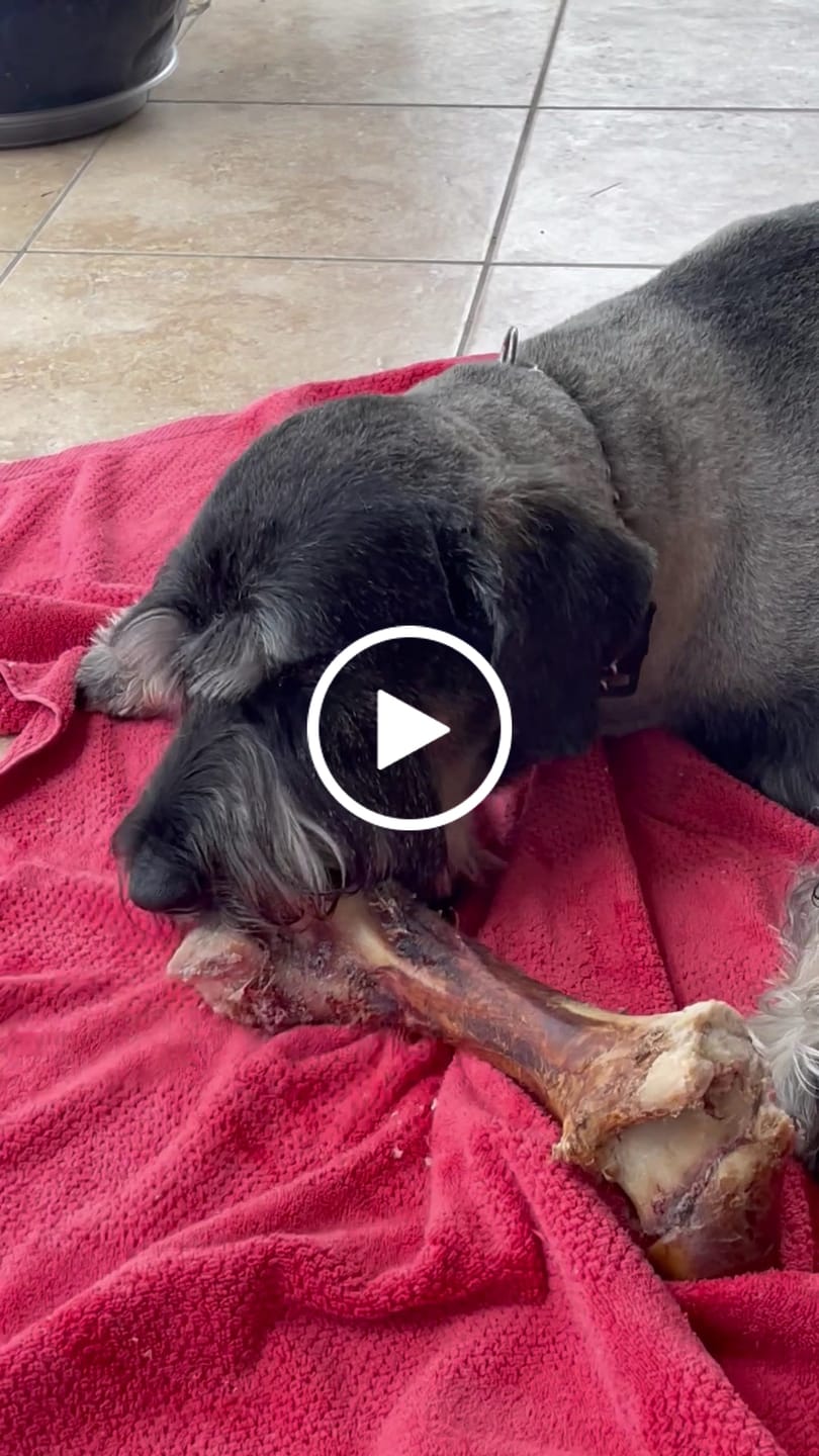 Customer video review of Smoked Dinosaur Bones