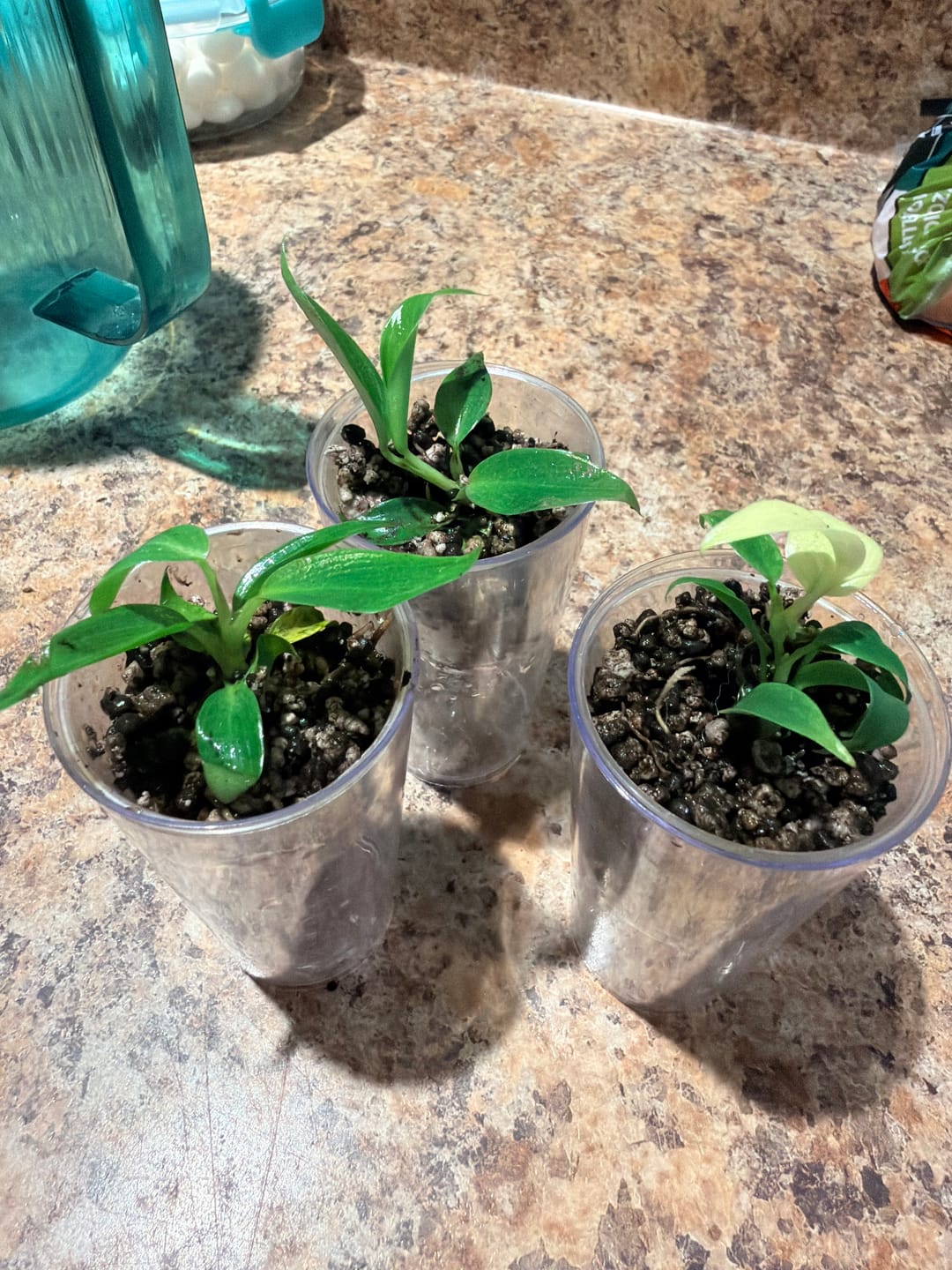 Customer photo of Philodendron Spiritus Sancti