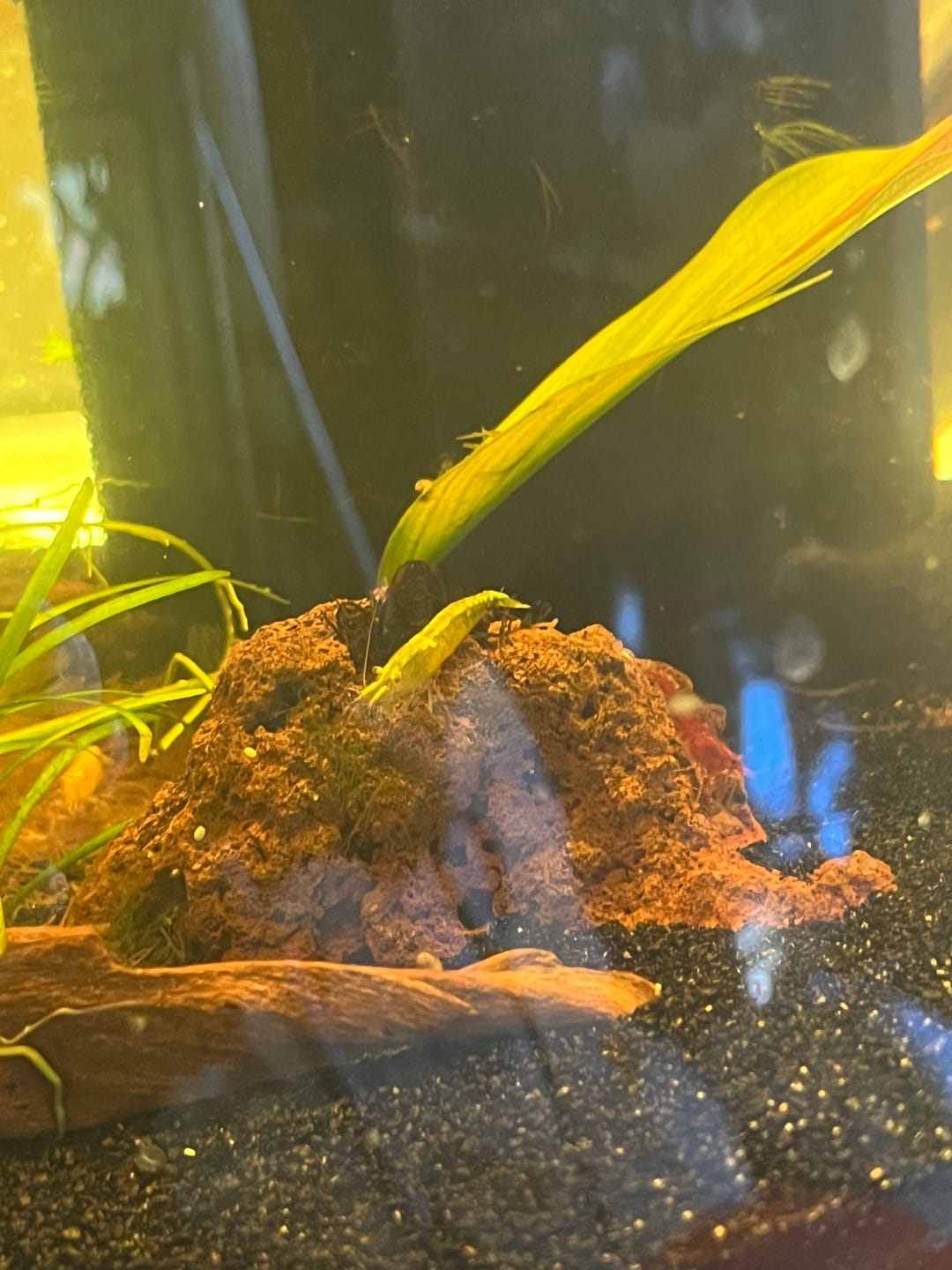 Customer photo review of Neon Yellow Shrimp "NEW"