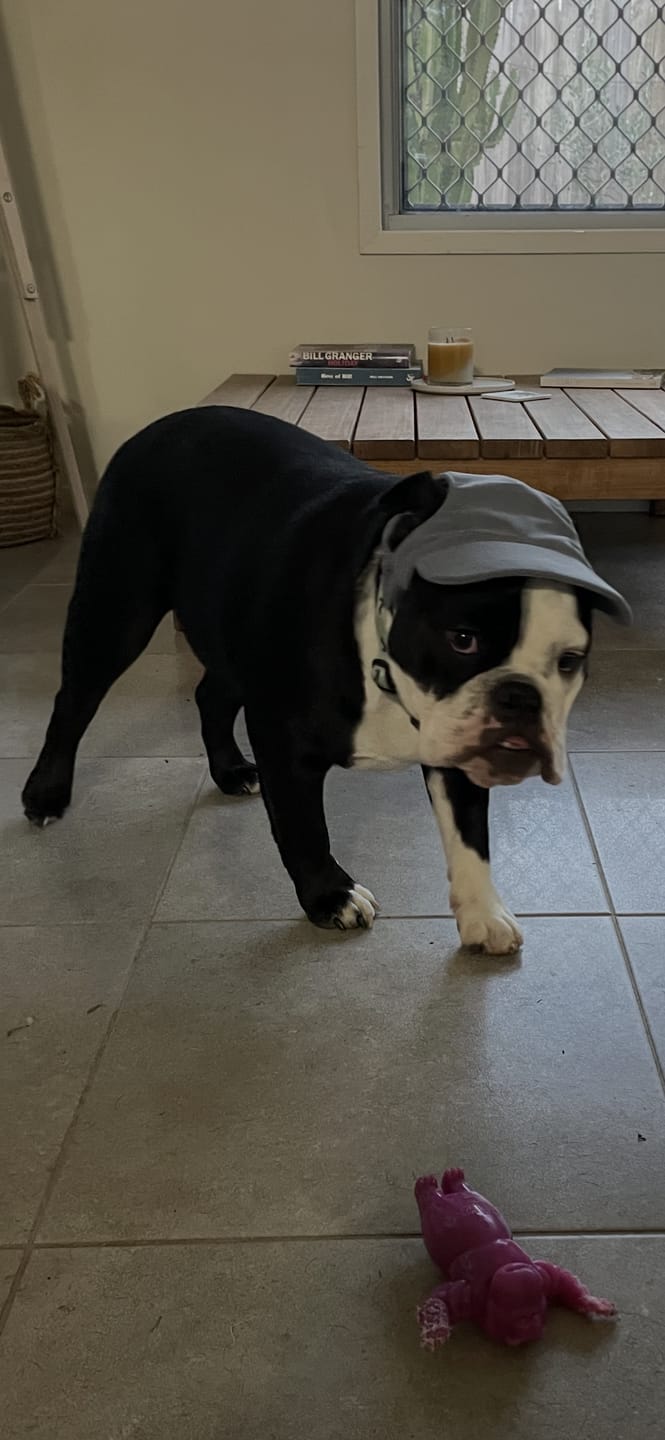 Customer photo review of DOG HATS
