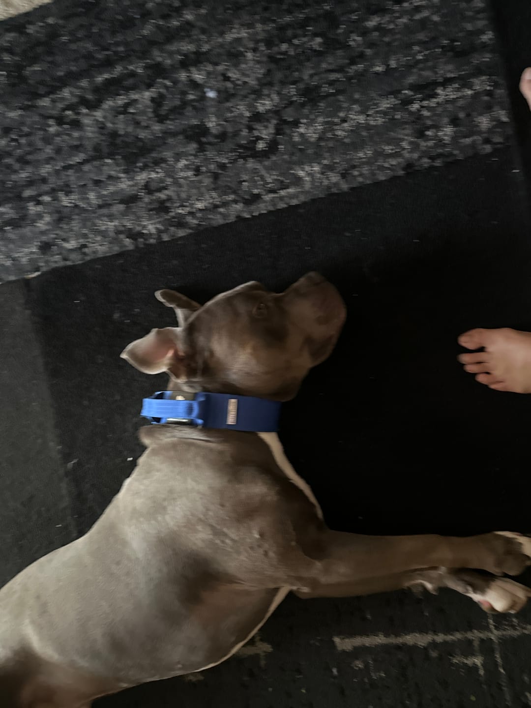 Customer photo review of Blue Bully Proof Collar