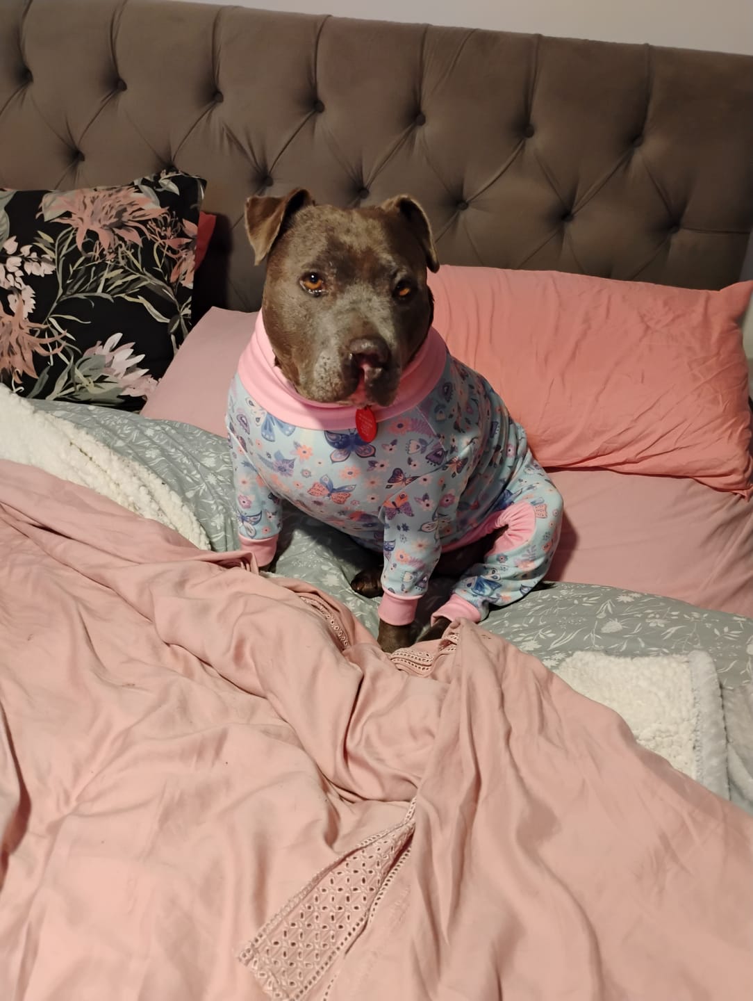 Customer photo review of Dog Pajama - Butterfly