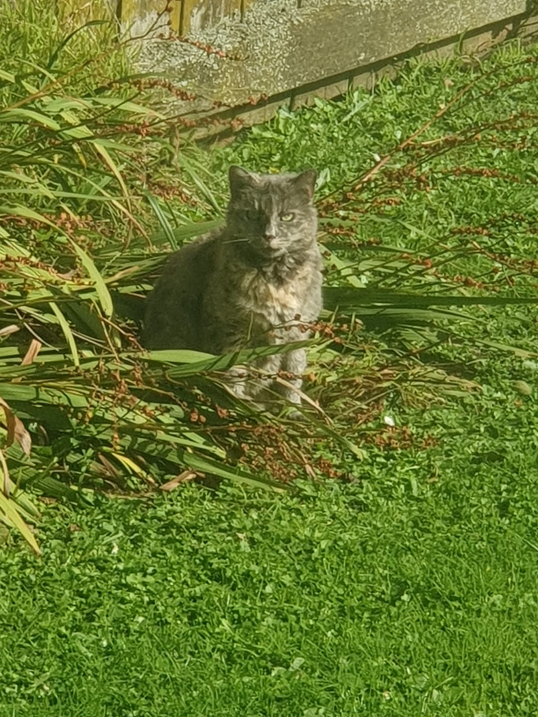 Customer photo review of NexGard SPECTRA for Large Cats 2.5-7.4kg