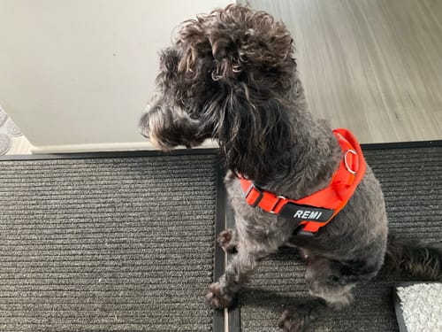 Customer photo review of The Good Dog Lead
