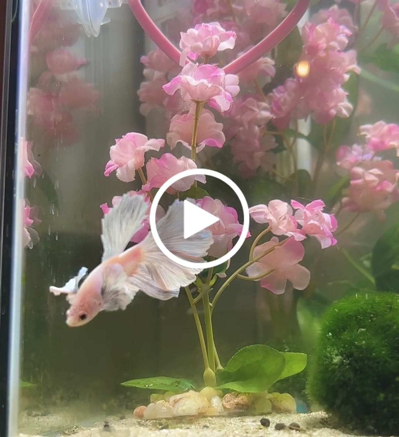 Customer video review of Rare Dumbo Halfmoon Platinum Betta Fish (Male)