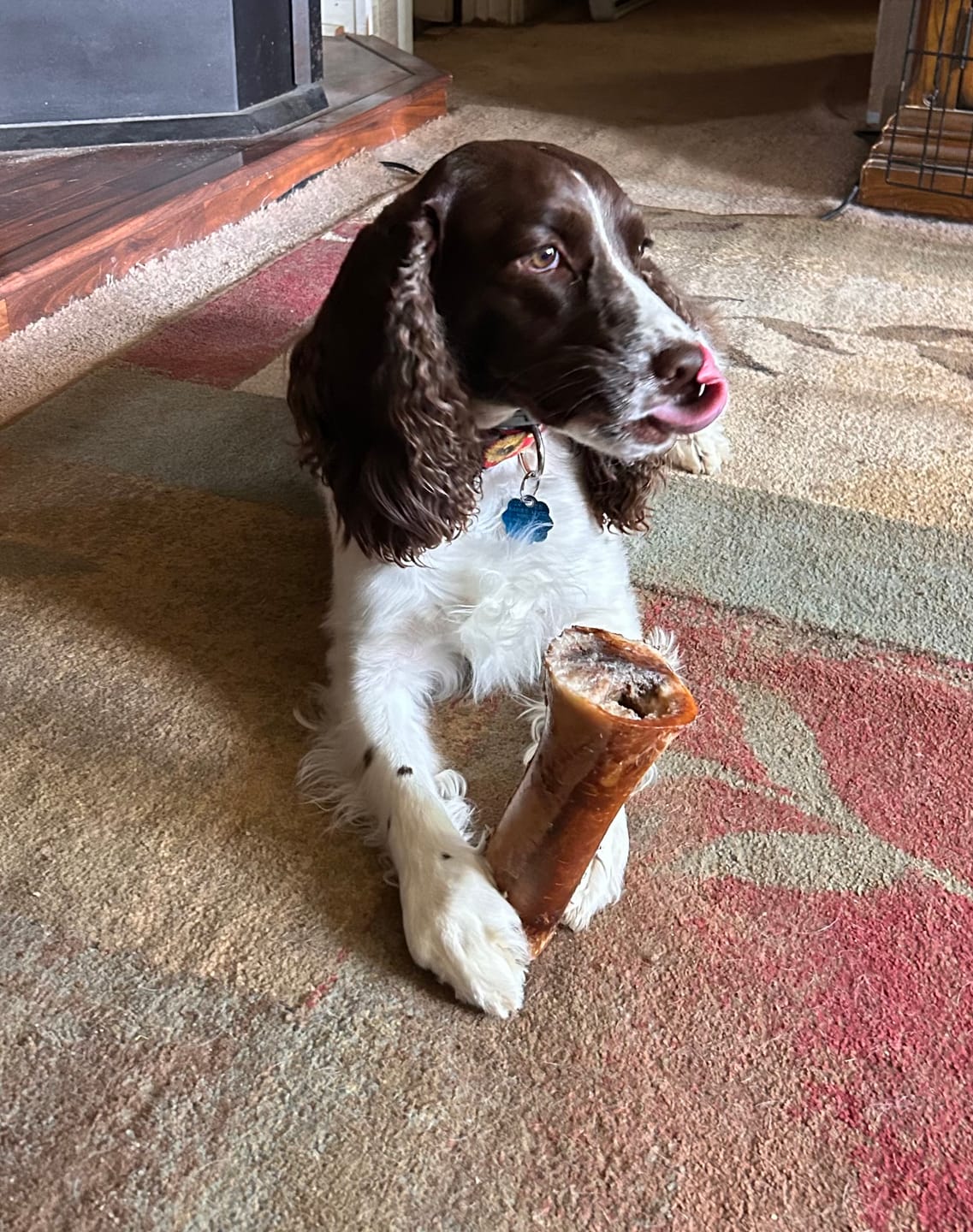 Customer photo review of Gift Bundle: 2 Large Yak Chews and a 6" Hickory Smoked Bully Stick