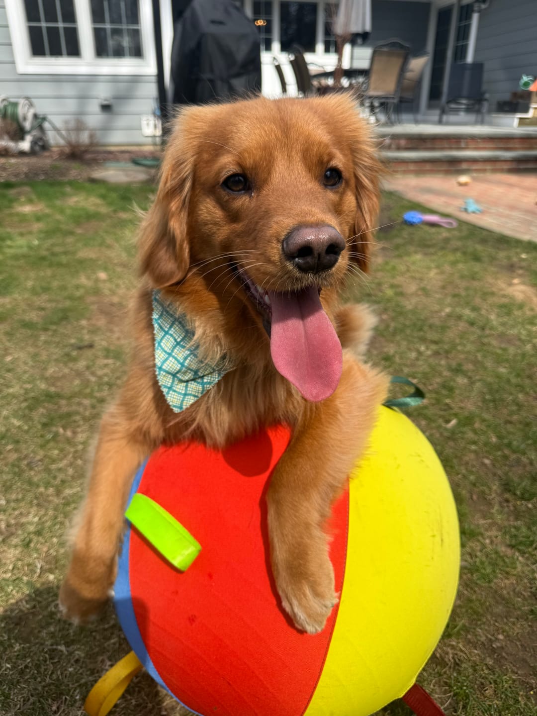 Customer photo review of Calming Jumbo Ball