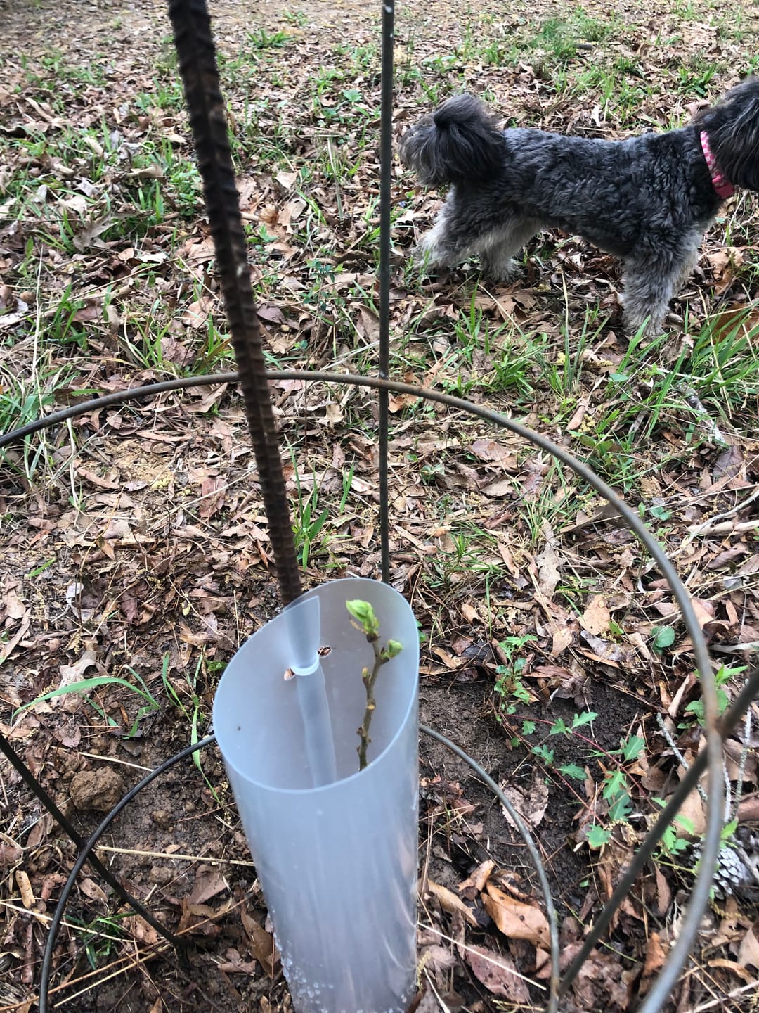 Customer photo review of Late Drop American Persimmon