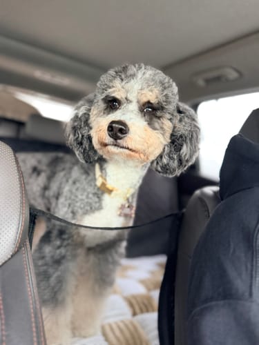 Customer photo review of RuffRover 2.0™ - Hard Bottom Dog Car Seat Protector + (FREE Dog Bed)