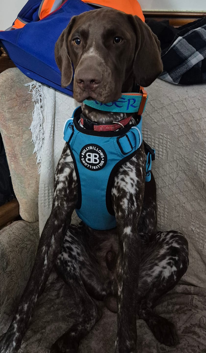 Customer photo review of Comfort Premium Harness | Non Restrictive - Light Blue