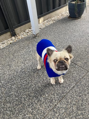 Customer photo review of Digestit Pet - Out of Stock