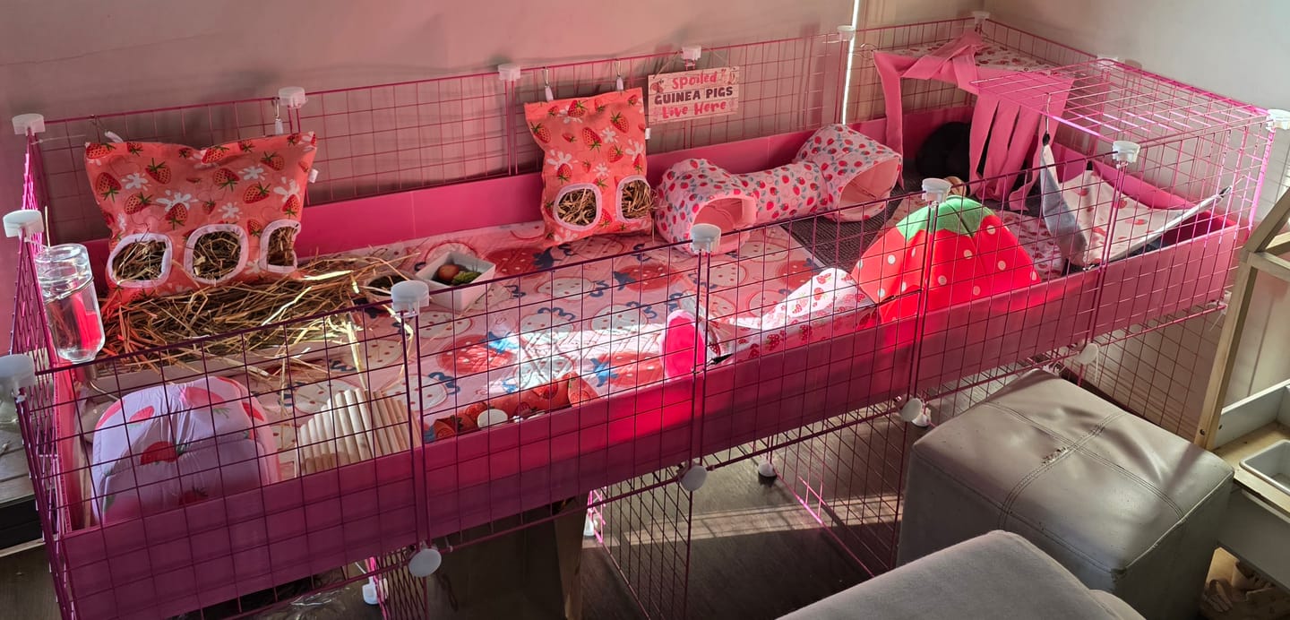 Customer photo review of Ozzy Cages 2x5 C&C Enclosure for Guinea Pigs