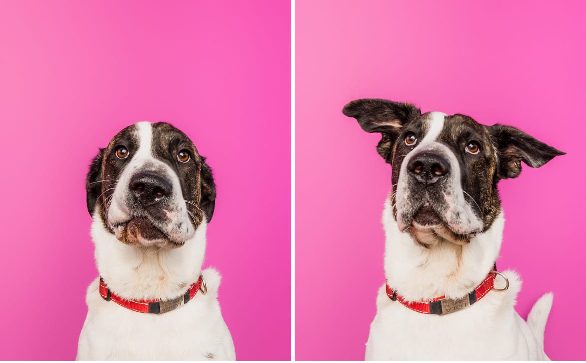 Customer photo review of 12 Inch Monster Bully Stick
