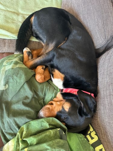 Customer photo review of 4cm Combat® Collar | Handle & Rated Clip - Bubblegum
