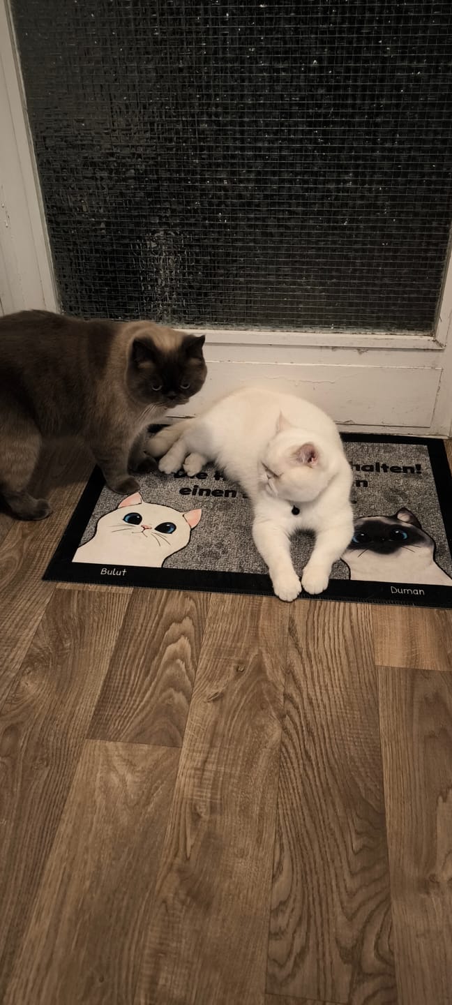 Customer photo review of Personalisierte Fußmatte - Katzen planen einen Ausbruch