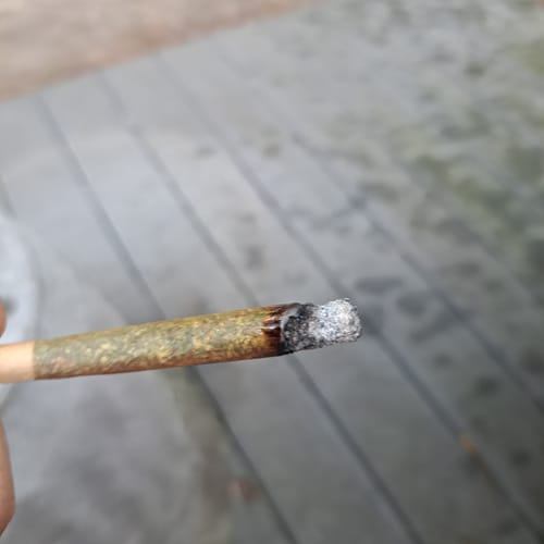 Customer photo review of Cheap Indoor THCA Flower Ounce