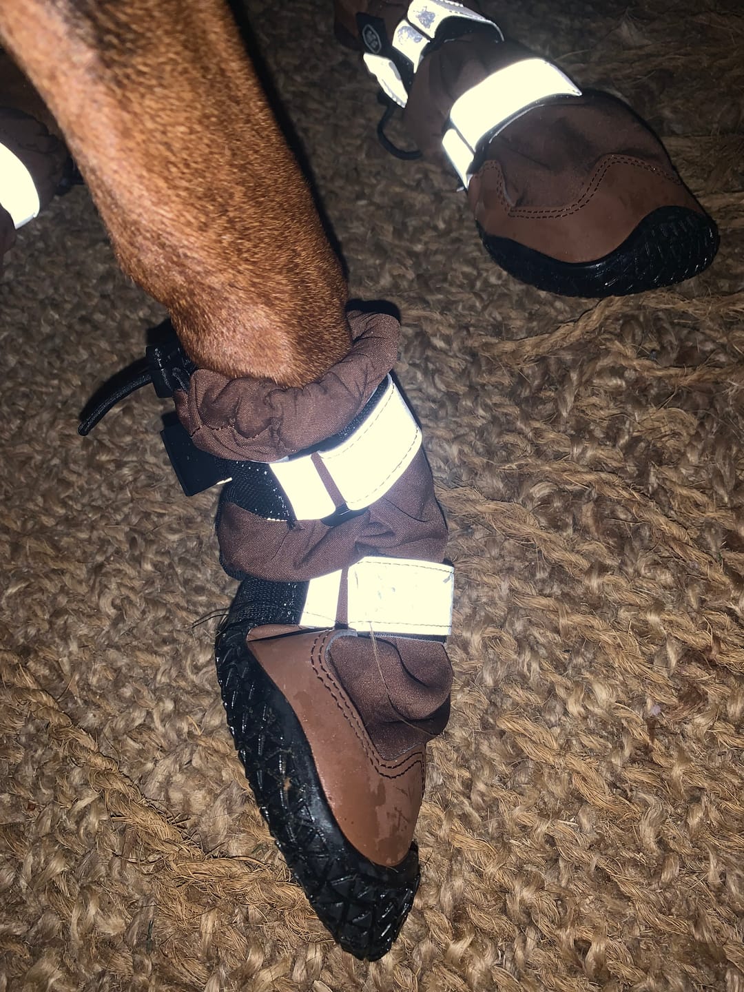 Customer photo review of Dog Rainboots, Waterproof Dog Shoes