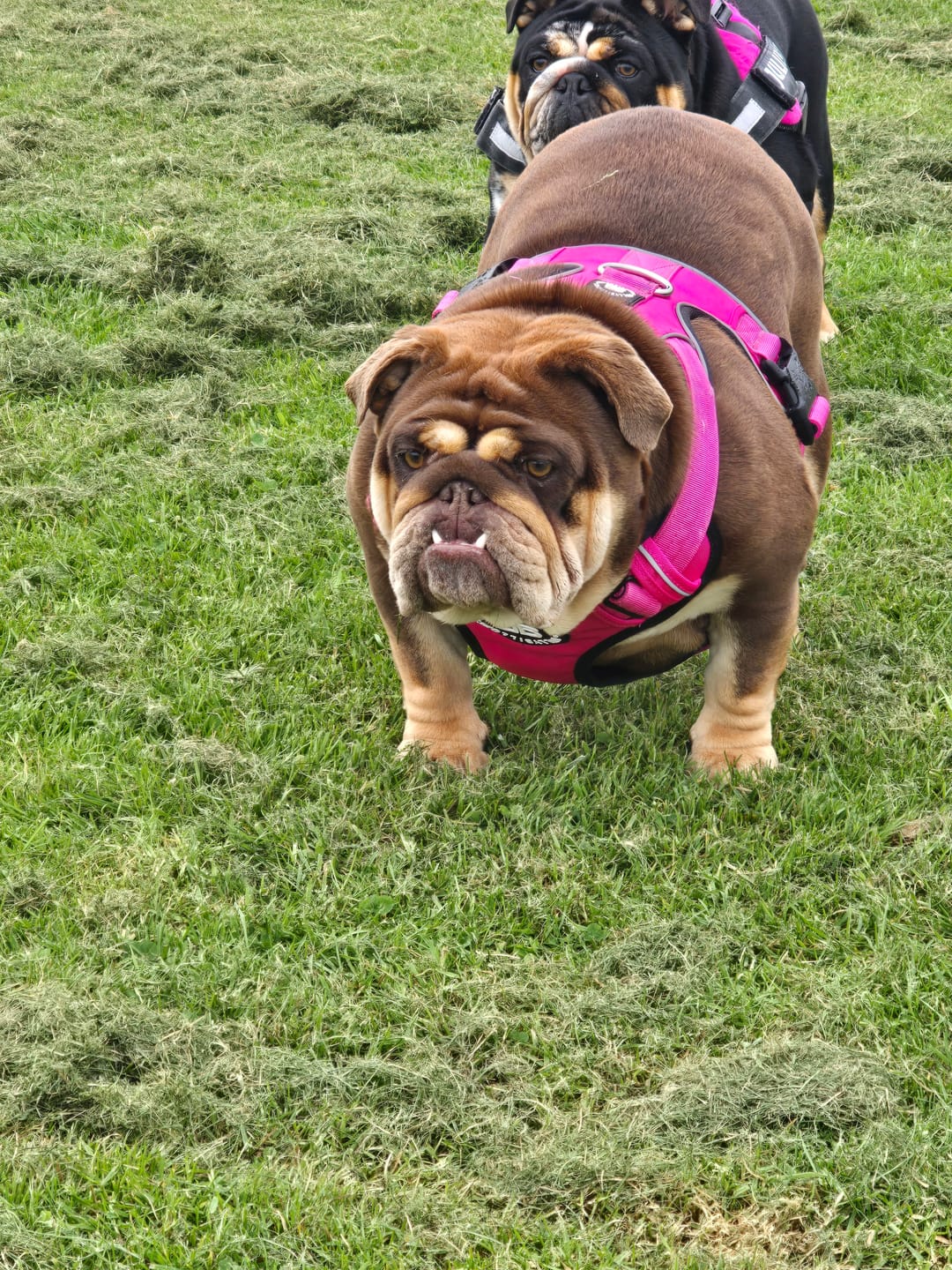 Customer photo review of Comfort Premium Harness | Non Restrictive - Magenta
