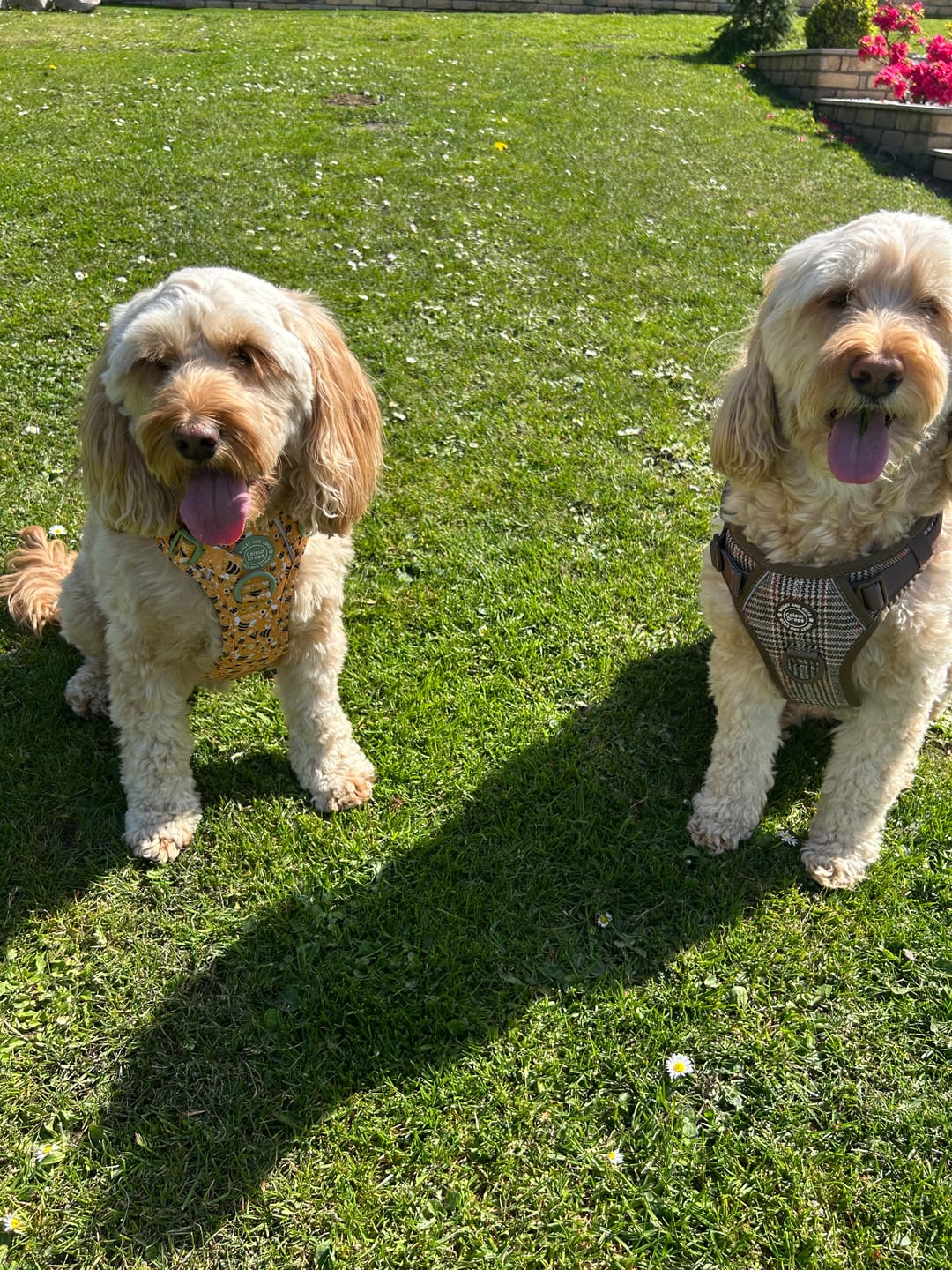 Customer photo review of Trail & Glow Tweed Dog Harness - Colour Drops - Heritage Plaid