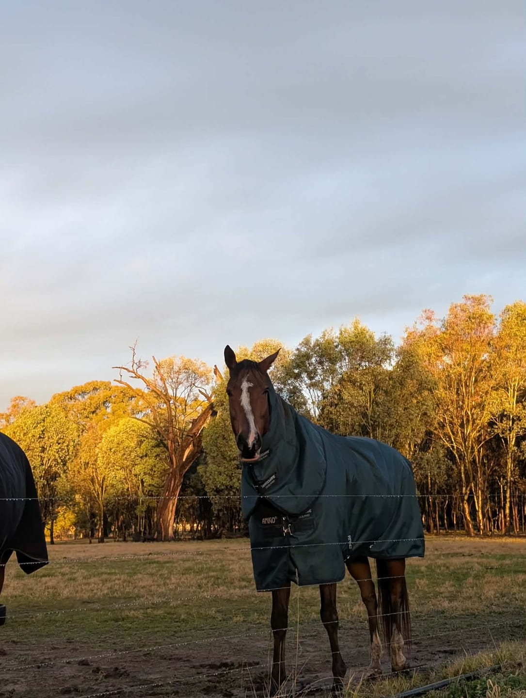 Customer photo review of Amigo Ripstop 900D Plus Turnout 0g