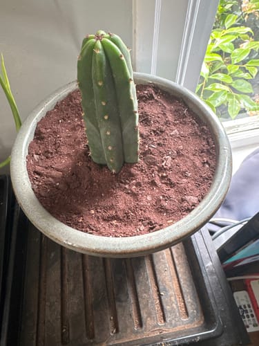 Customer photo review of San Pedro Cactus | Trichocereus (Echinopsis) Pachanoi