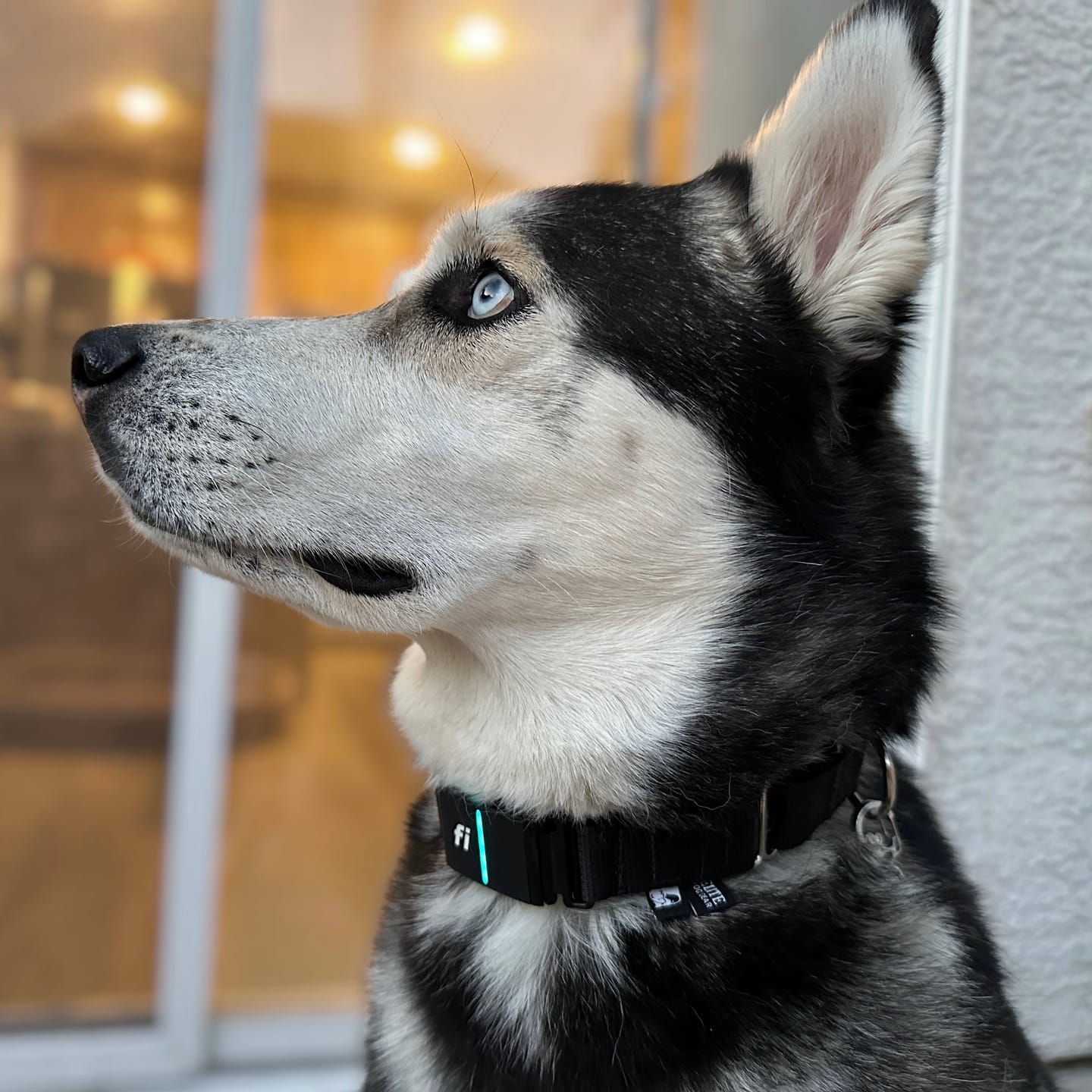 Customer photo review of FI Martingale Collar
