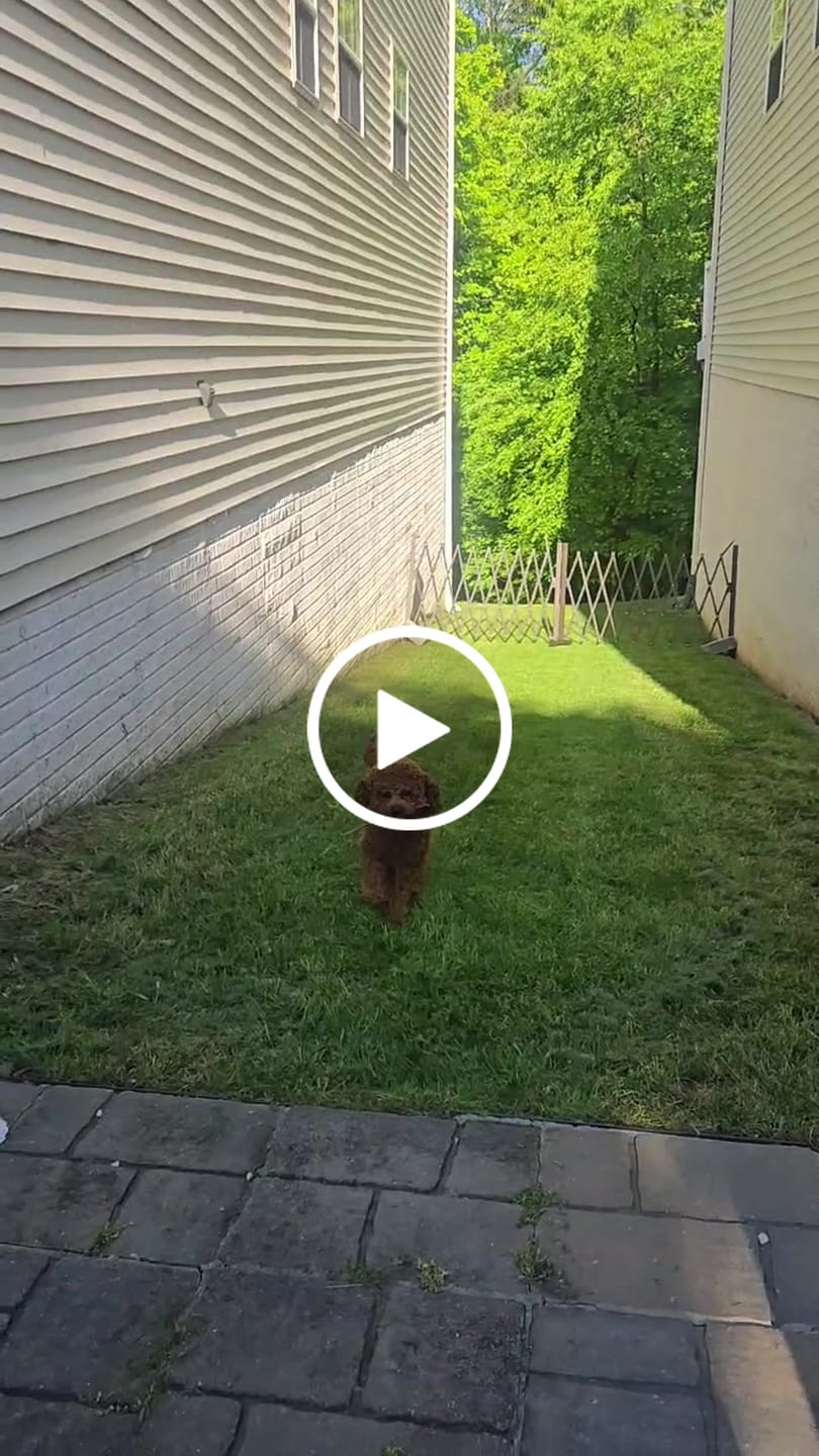 Customer video review of Fairybaby Extra Wide Retractable Outdoor Dog Gate,Expandable Portable Fence