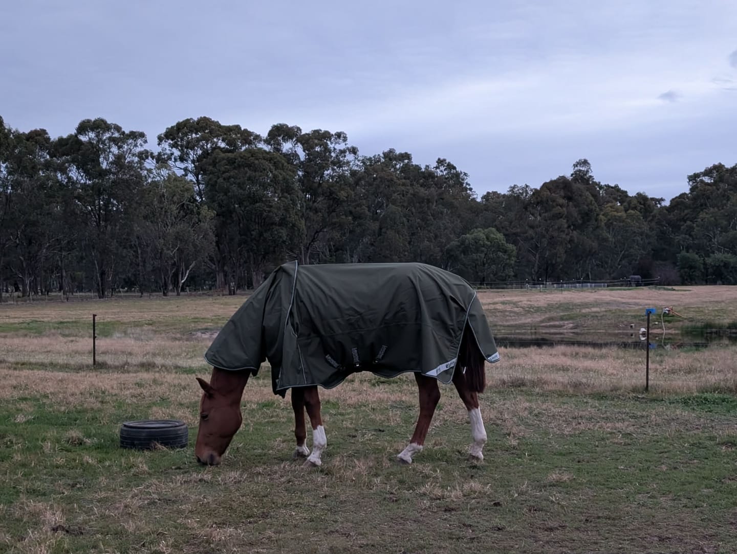 Customer photo review of LE Boxter Turnout 100g