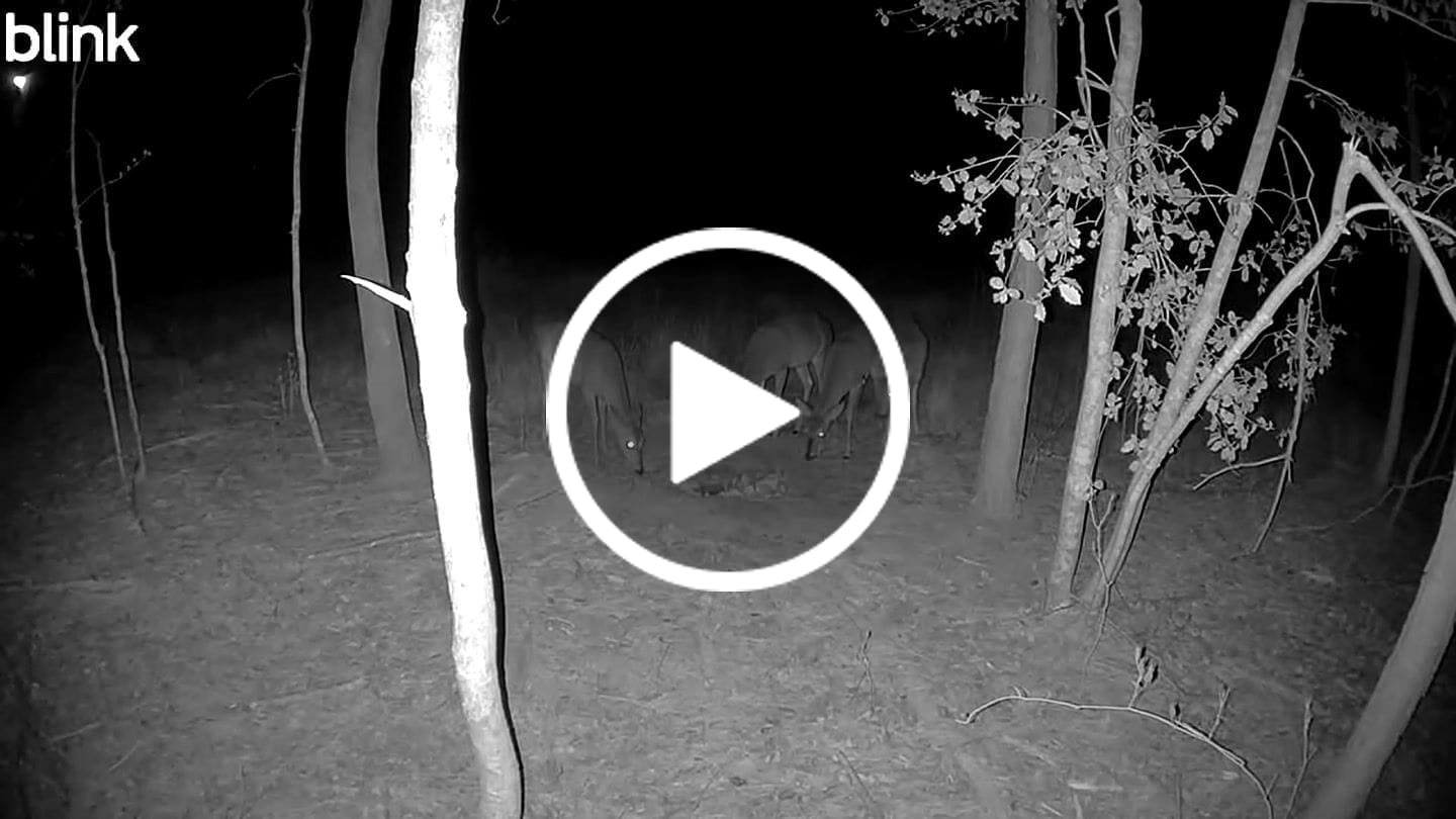 Customer video review of Antler IV Mineral Attractant