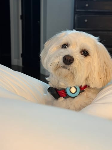 Customer photo review of MarshMellow Comforter