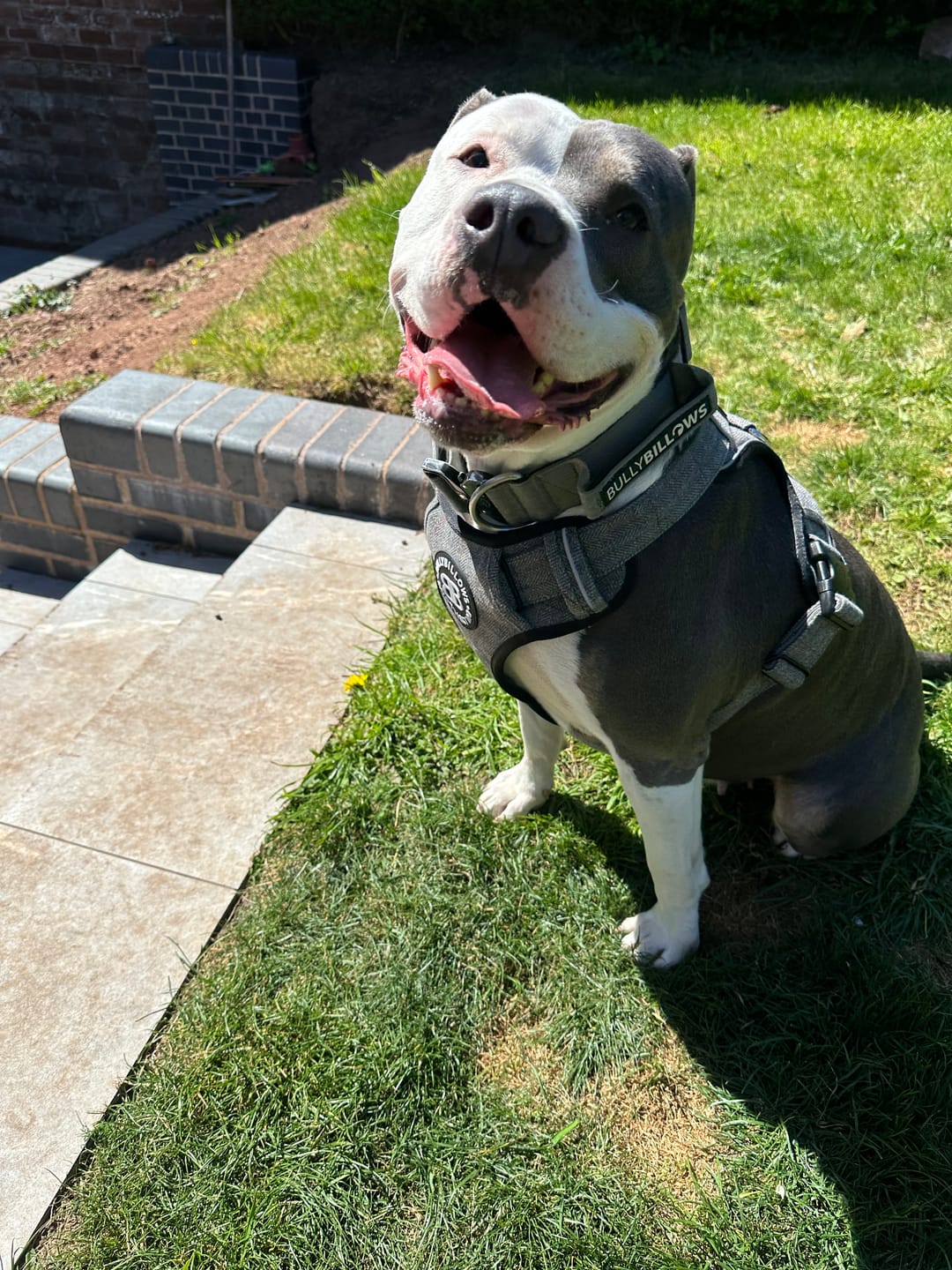 Customer photo review of Premium Comfort Herringbone Harness | Non Restrictive - Stone Grey