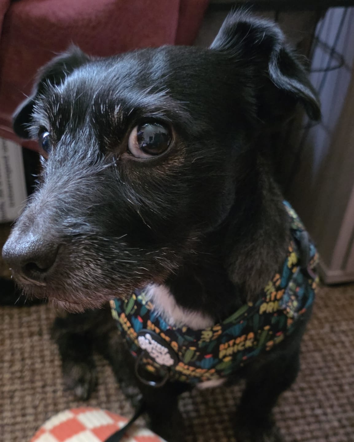Customer photo review of Bit of a pr**k harness