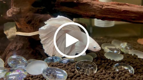 Customer video review of Super White Dumbo Ear Halfmoon Male Betta Fish