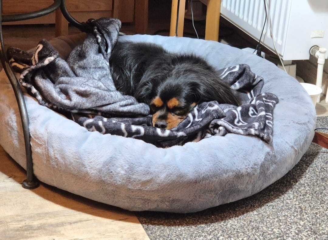 Customer photo review of Orthopädisches Hundebett Deluxe
