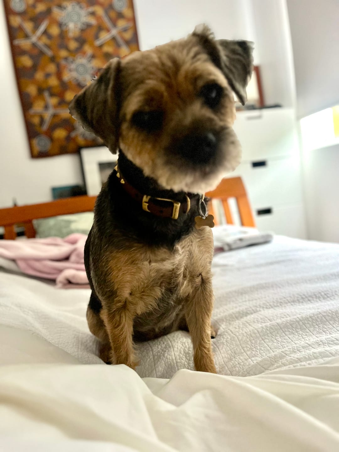 Customer photo review of Bully Sticks | Beef Pizzle