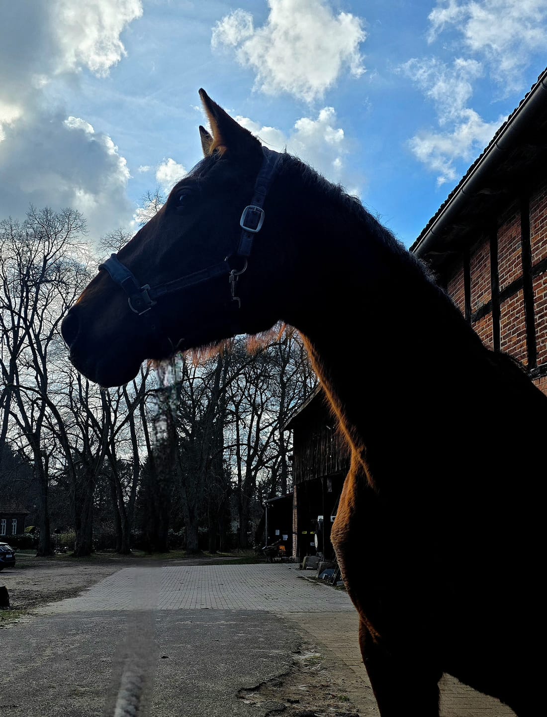 Customer photo review of MUSTAX Muskel+