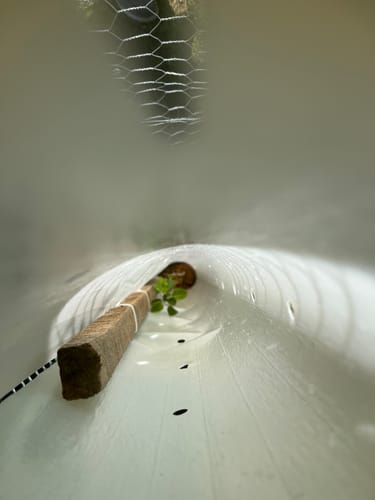 Customer photo review of Tree Pro Grow Tubes