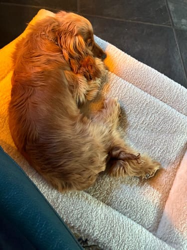 Customer photo review of HiK9 Bed with Fawn Mesh Cover