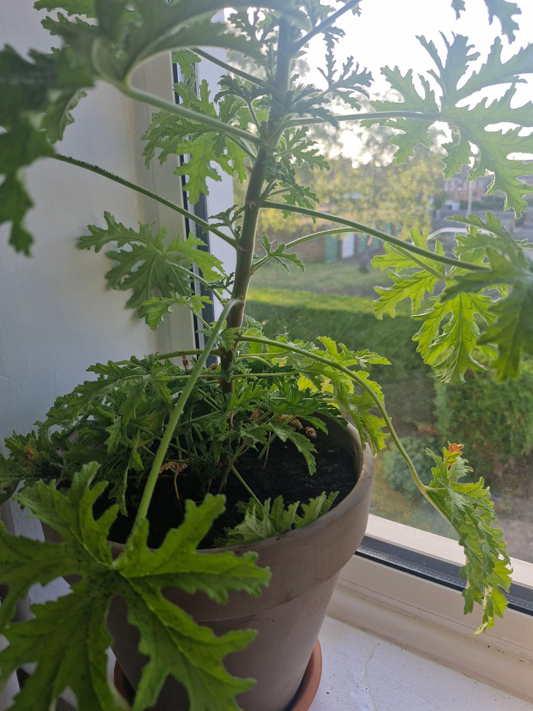 Customer photo review of Natural Compost - Organic and Peat Free - 50L Bag