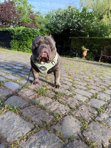 Customer photo review of Premium Comfort Herringbone Harness | Non Restrictive - Mint Green