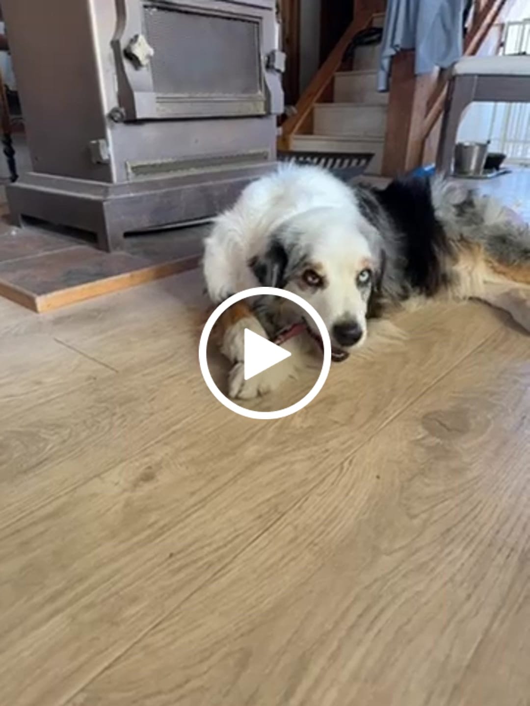 Customer video review of 6 Inch Thick Bully Stick