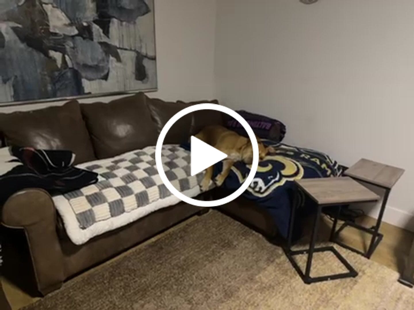 Customer video review of NEW 2-in-1 Furniture Protector & Dog Bed Couch Cover with Thick Orthopedic Padding, Non-Slip Grip, Scratch-Resistant Surface & Machine-Washable Fabric