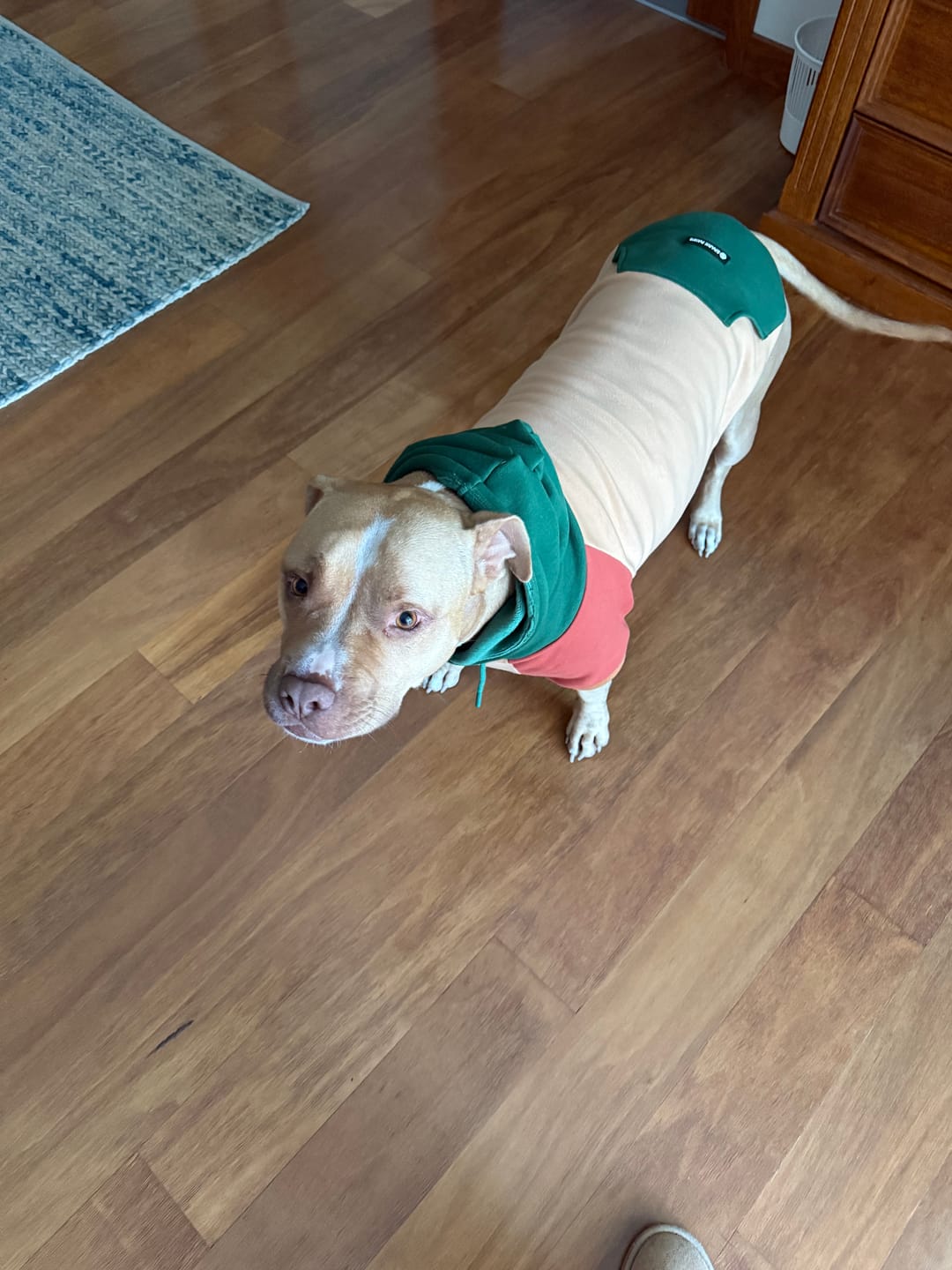 Customer photo review of Color Block Dog Hoodies