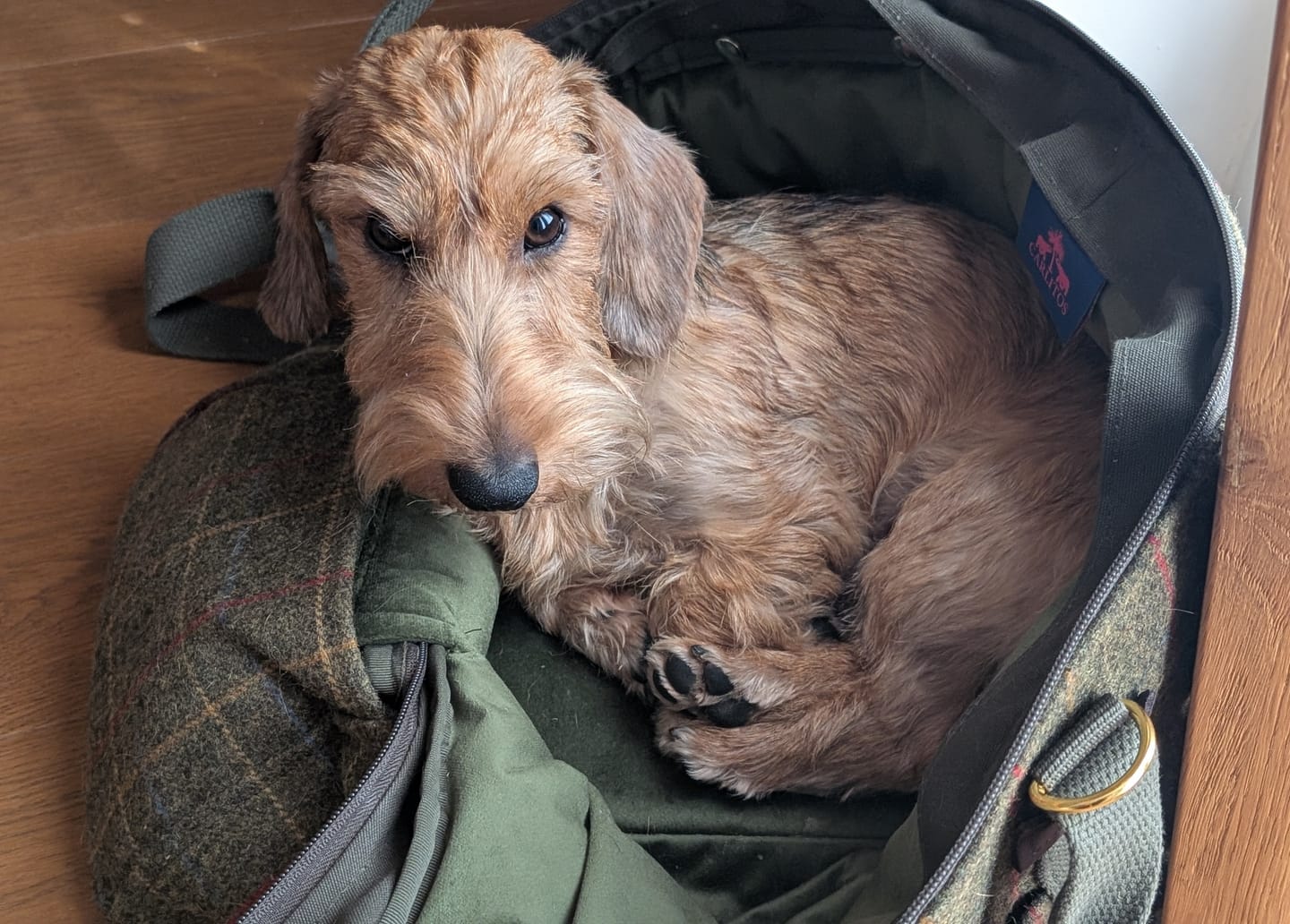 Customer photo review of Hundetasche TWEED