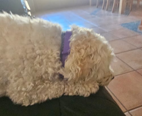 Close-up of a customer's fluffy white dog resting while wearing the purple PawLax Collar.